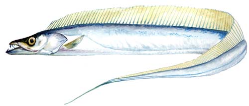 Atlantic Cutlassfish