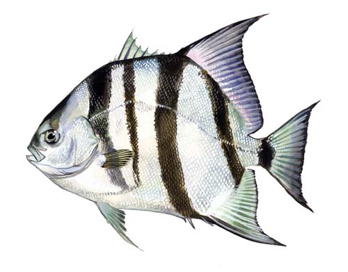 Atlantic Angel Fish or Spadefish