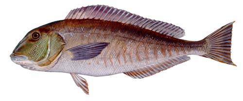 Blueline Tilefish