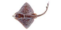 Clearnose Skate