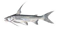 Gafftopsail Catfish