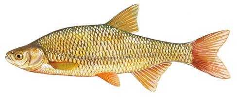 Golden Shiner Fishing Guide  How to Catch a Golden Shiner