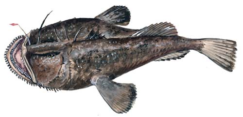 Goosefish