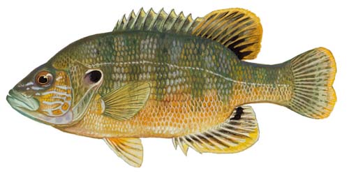 Green Sunfish Fishing Guide  How to Catch a Green Sunfish