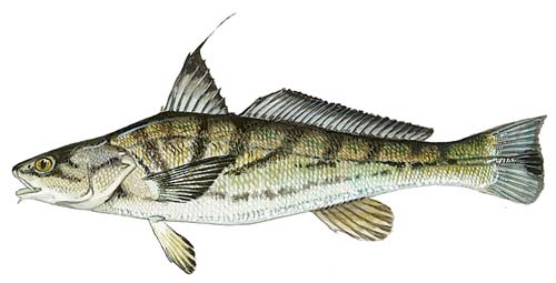 Northern Kingfish