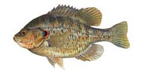 Redear Sunfish