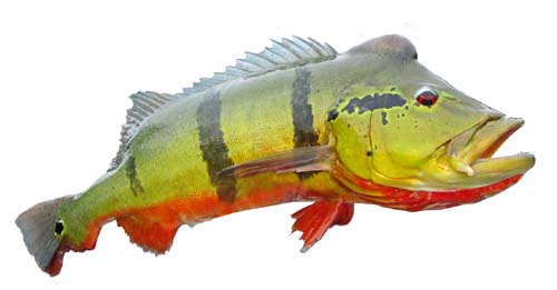 Speckled Peacock Bass