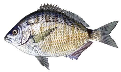 Spottail Pinfish