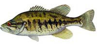 Spotted Bass