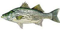 Whiterock Bass