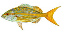 Fish Image
