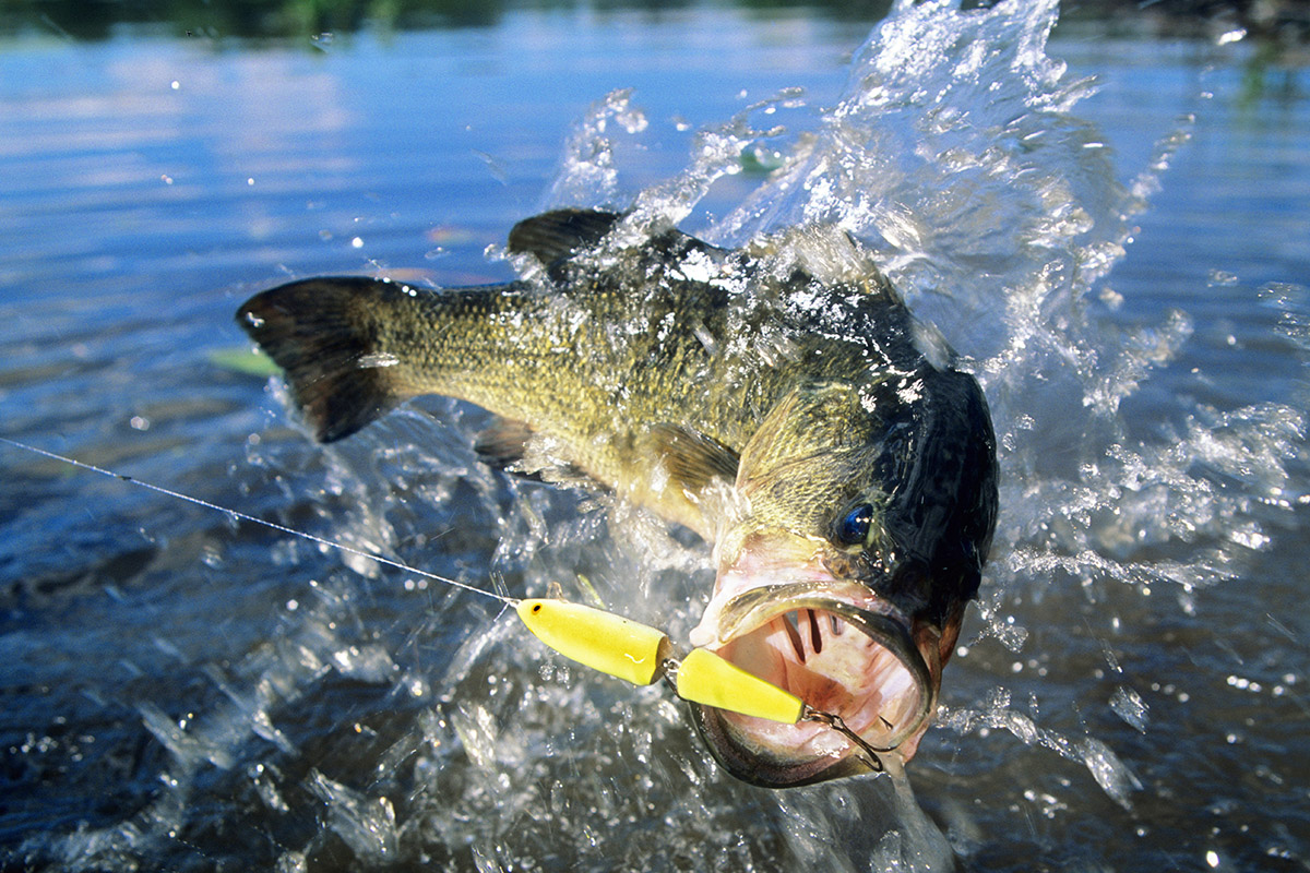 Texas Angler Trophy Bass Fishing Lure Kit