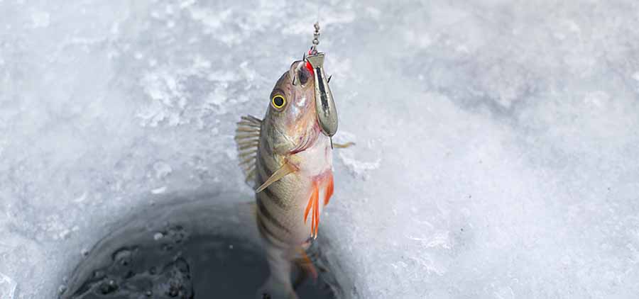ice fishing with lure
