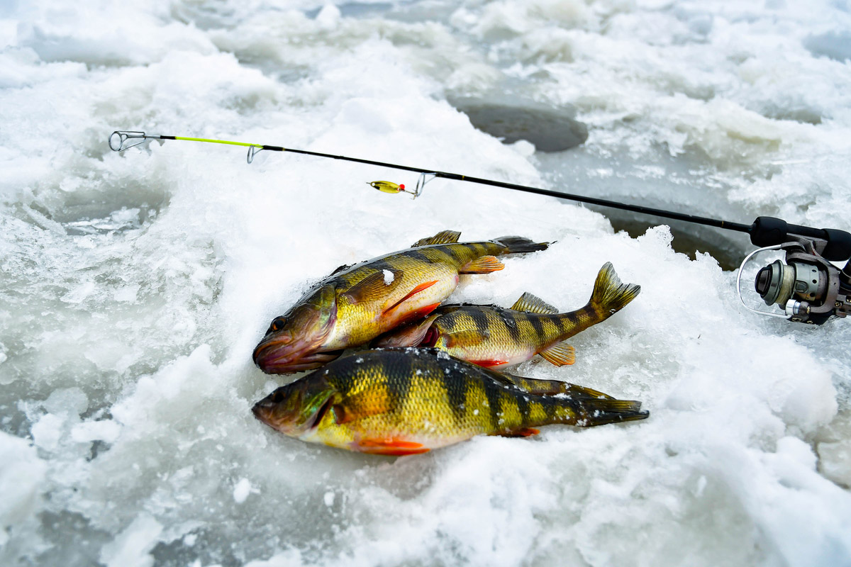 Line Selection for Ice Fishing Panfish 
