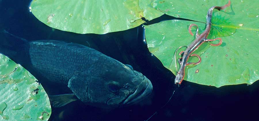 largemouth bass lizard lure in lilypads