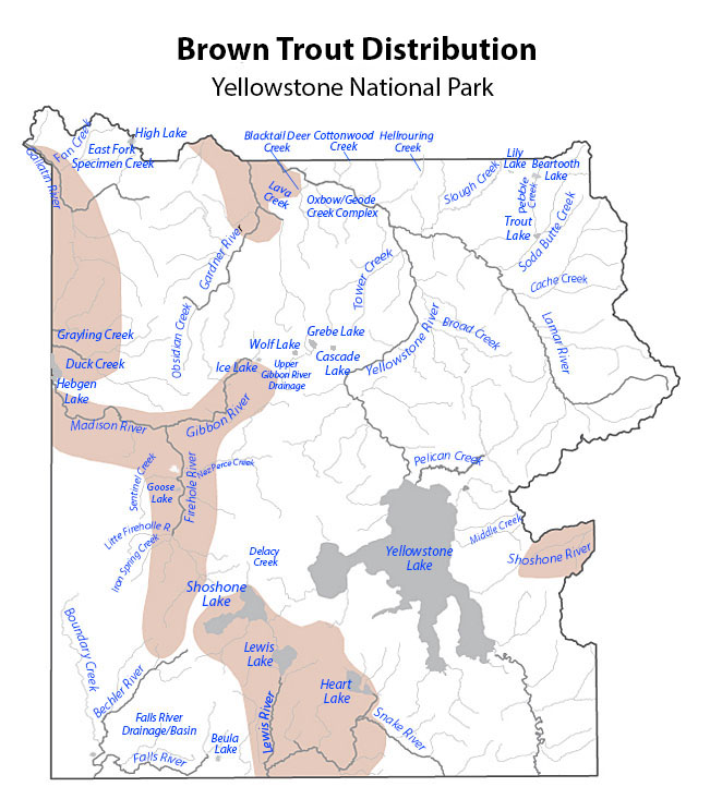 yellowstone brown trout distribution map