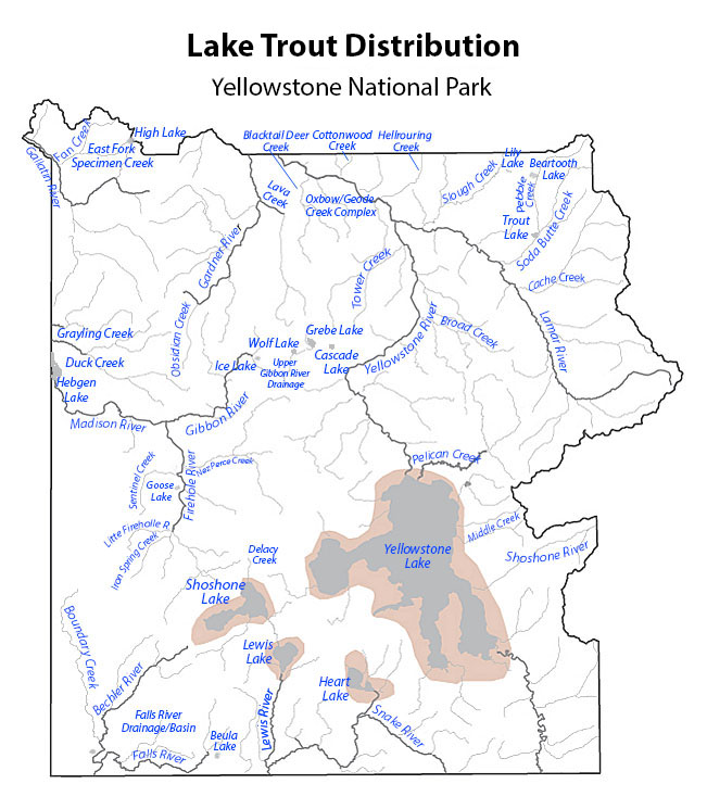 yellowstone lake trout distribution map