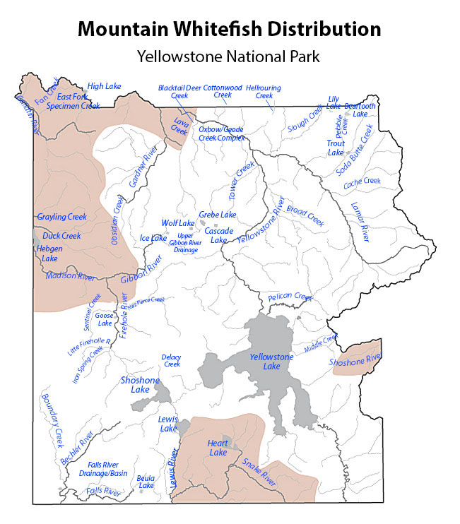 yellowstone mountain whitefish distribution map