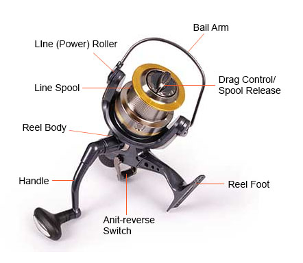 spinning reel labeled diagram