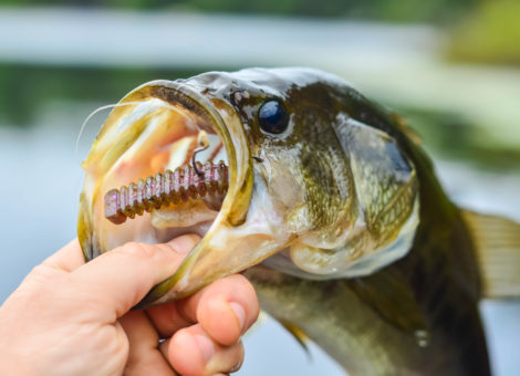 bass with lure in mouth
