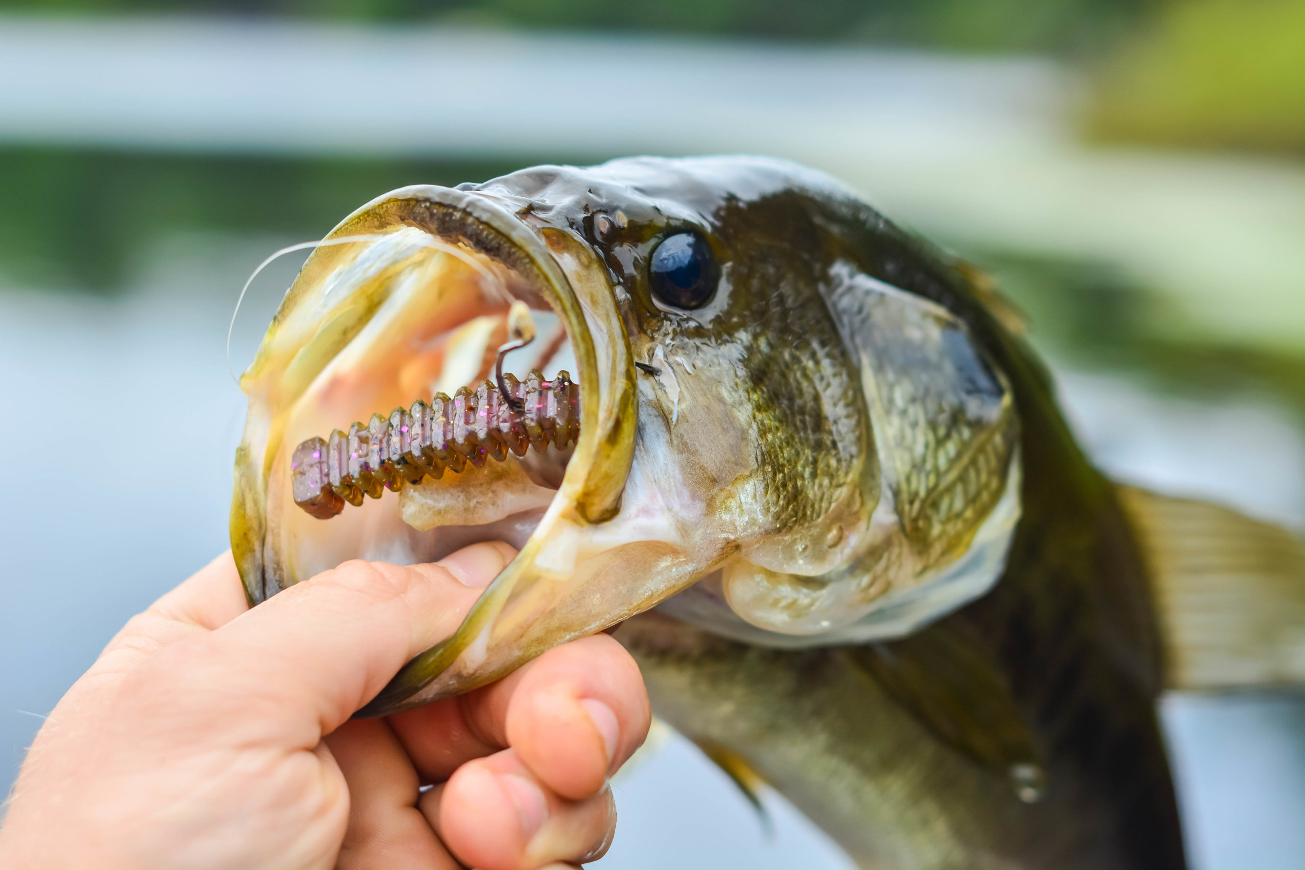 How to Select the Best Largemouth Bass Lure - Norrik