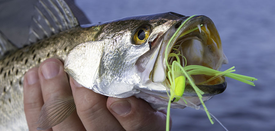 speckled sea trout with jig in mouth