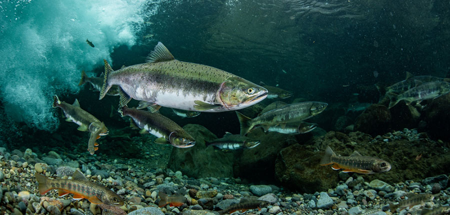 Salmon in River