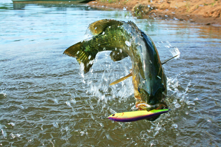 bass fishing lure