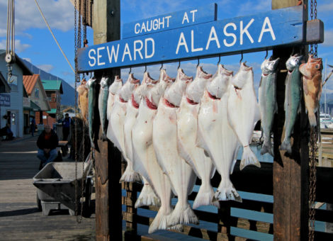 Seward Alaska Halibut Fishing