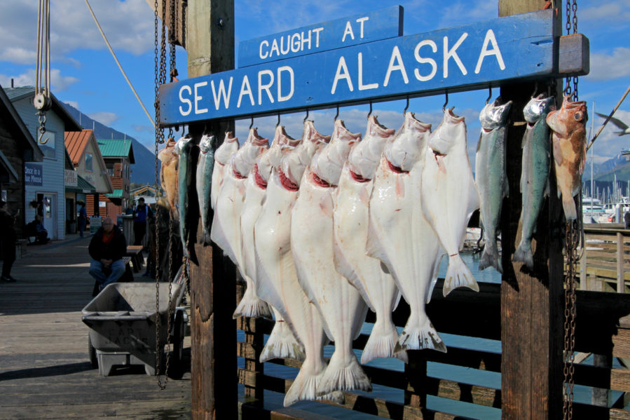Seward Alaska Halibut Fishing