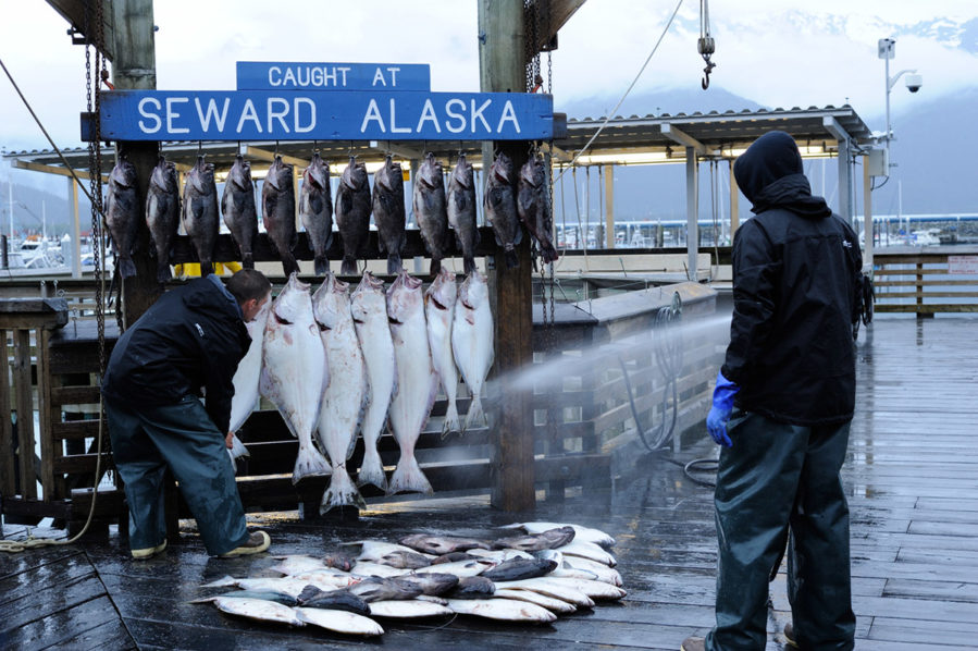 seward alaska man washing halibut catch
