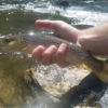 Brown trout caught on a black-bodied, silver-bladed roostertail. Nantahala River, NC