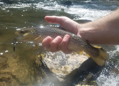 Brown trout caught on a black-bodied, silver-bladed roostertail. Nantahala River, NC