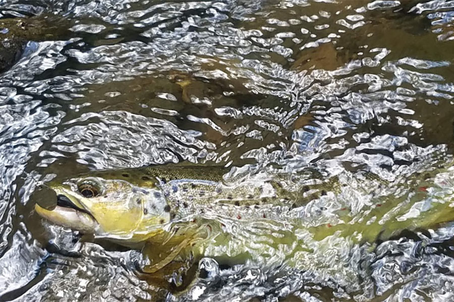 Brown Trout caught on a spinner on the Nantahala River, NC.