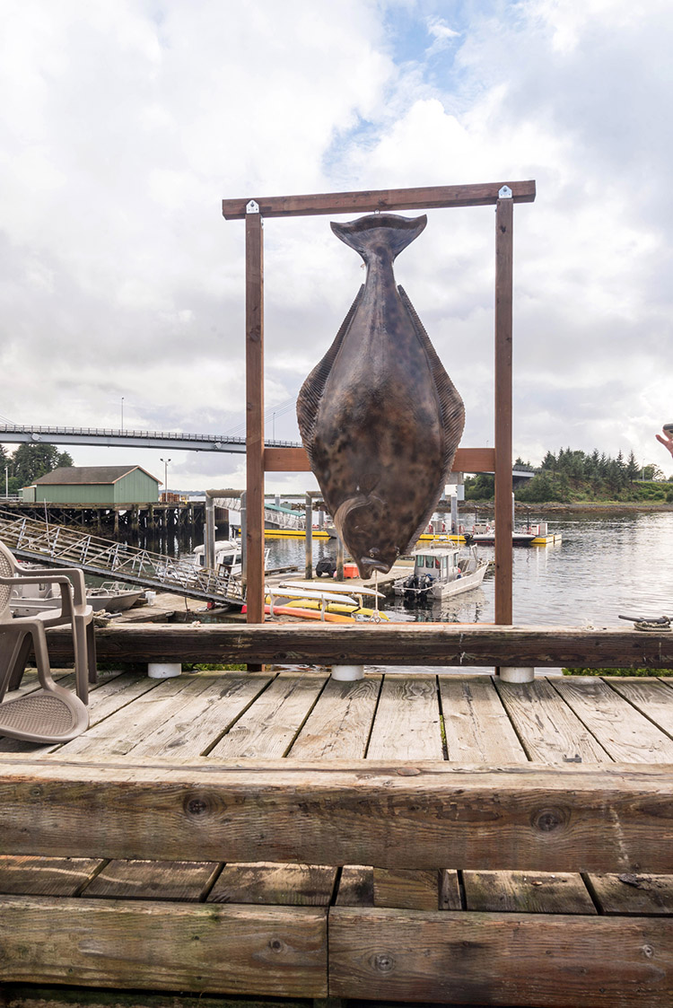giant halibut caught in sitka alaska
