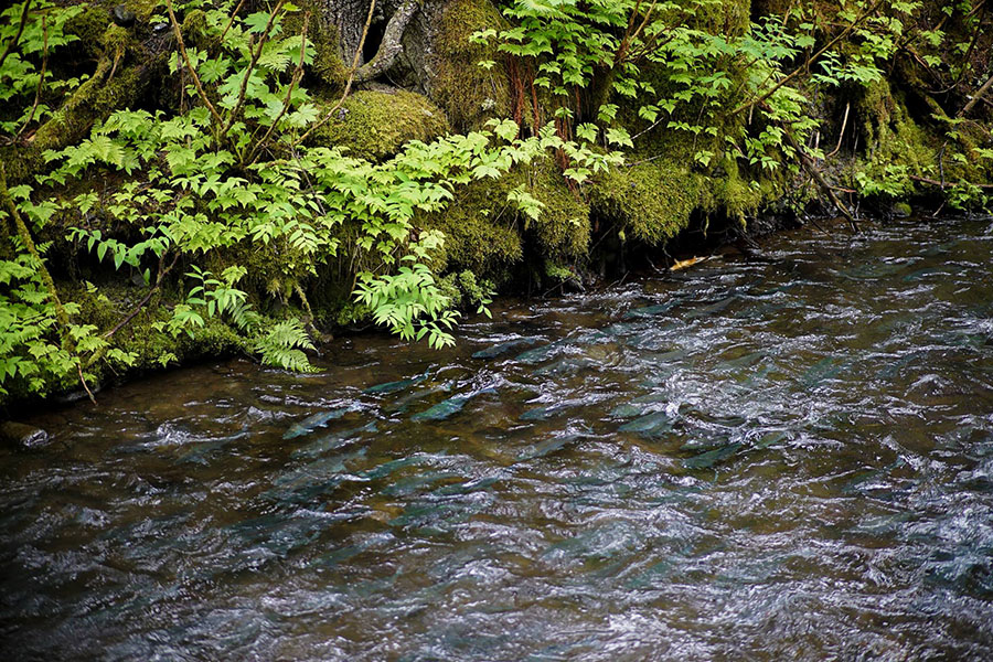 Seward alaska bear creek sockeye salmon migration