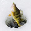 Perch Being Caught Through Ice