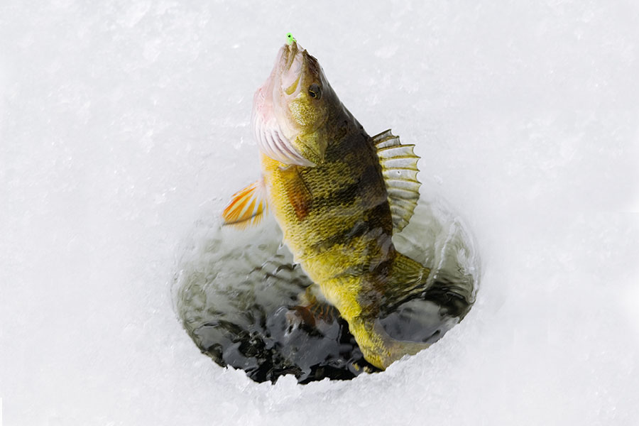Perch Being Caught Through Ice