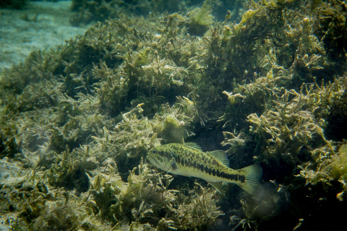 largemouth bass in vegetation
