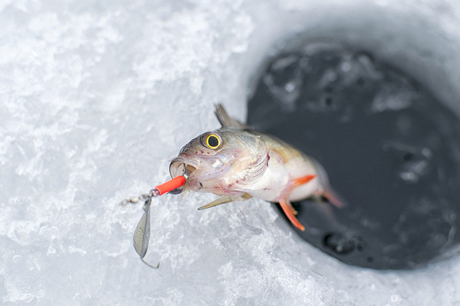 perch ice fishing lure