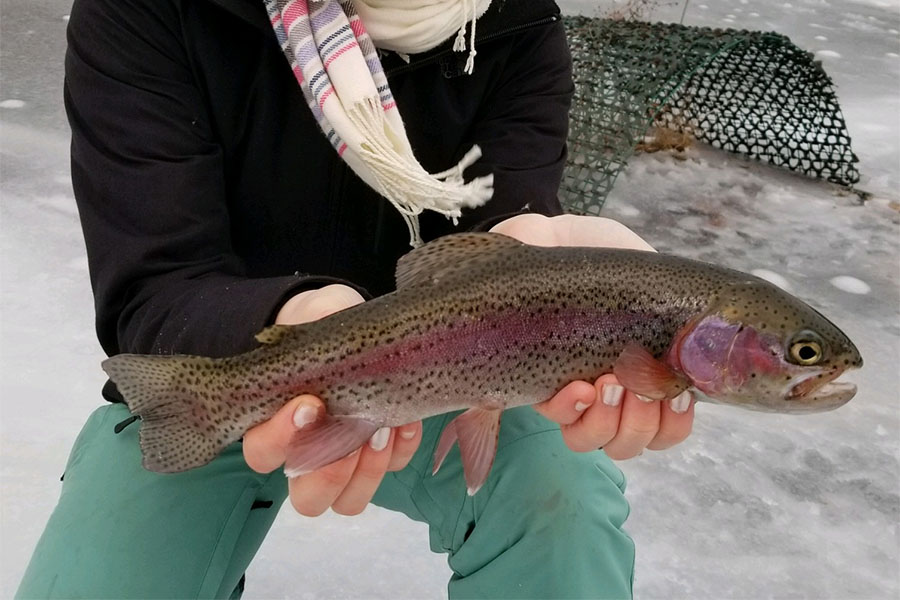 How To Catch Trout Ice Fishing  