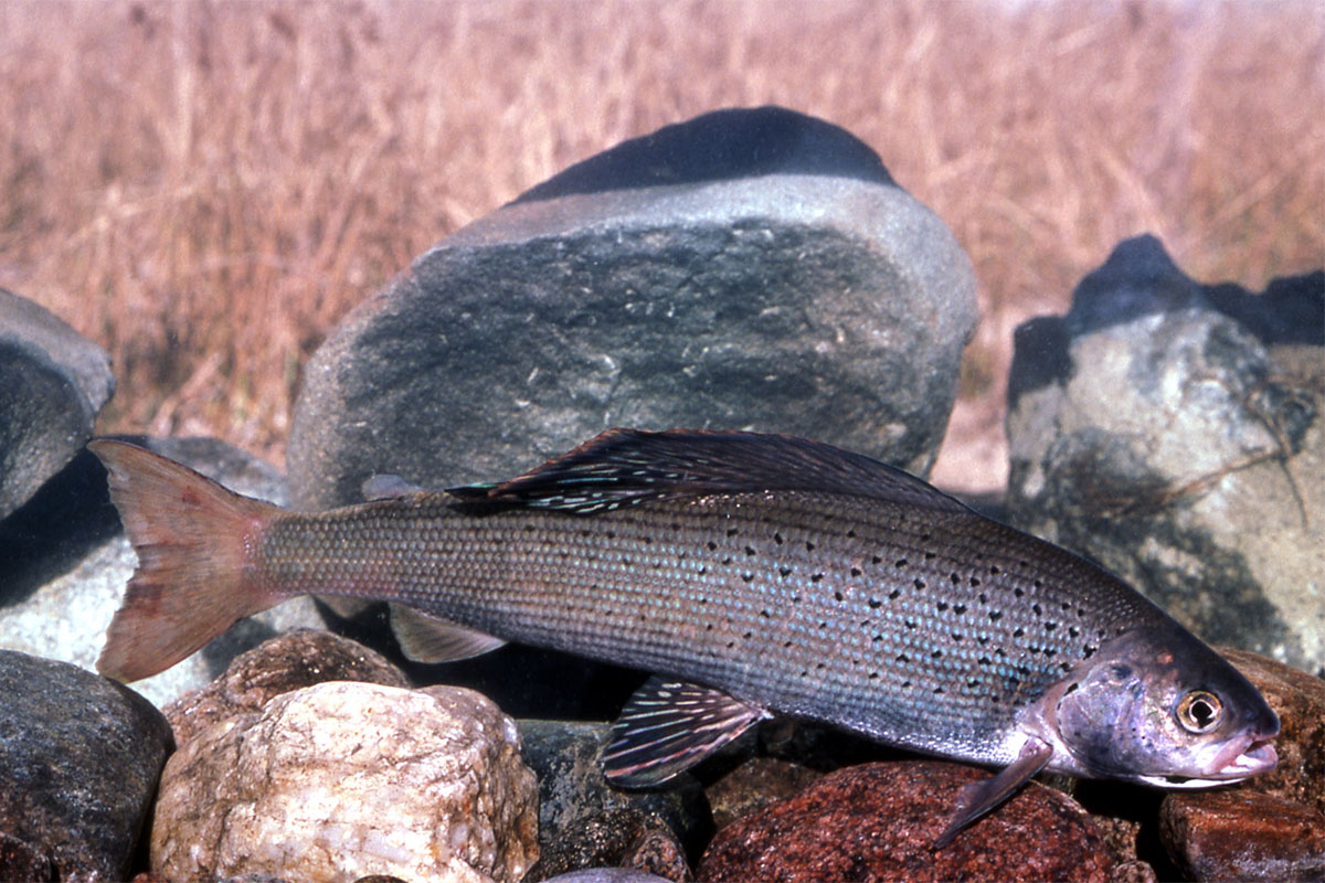 artic grayling in yellowstone park