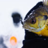 bluegill out of ice
