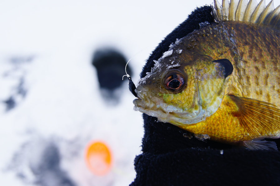 bluegill out of ice