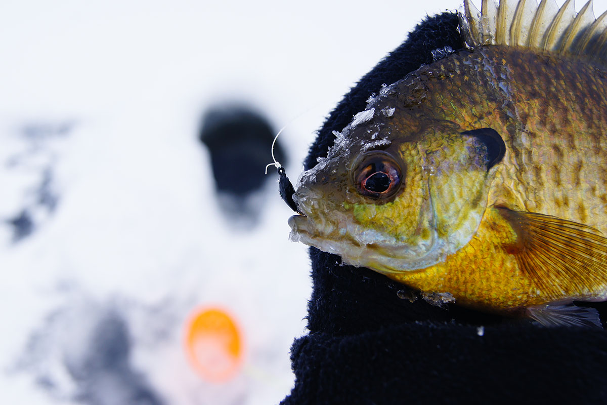 How to Ice Fish for Bluegill