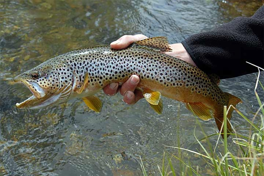 brown trout pulled from yellowstone river