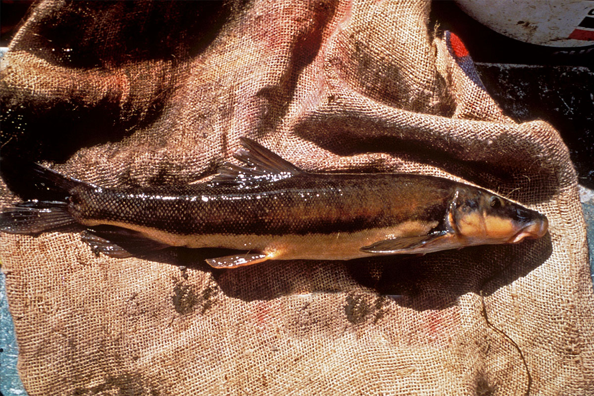 longnose sucker fish