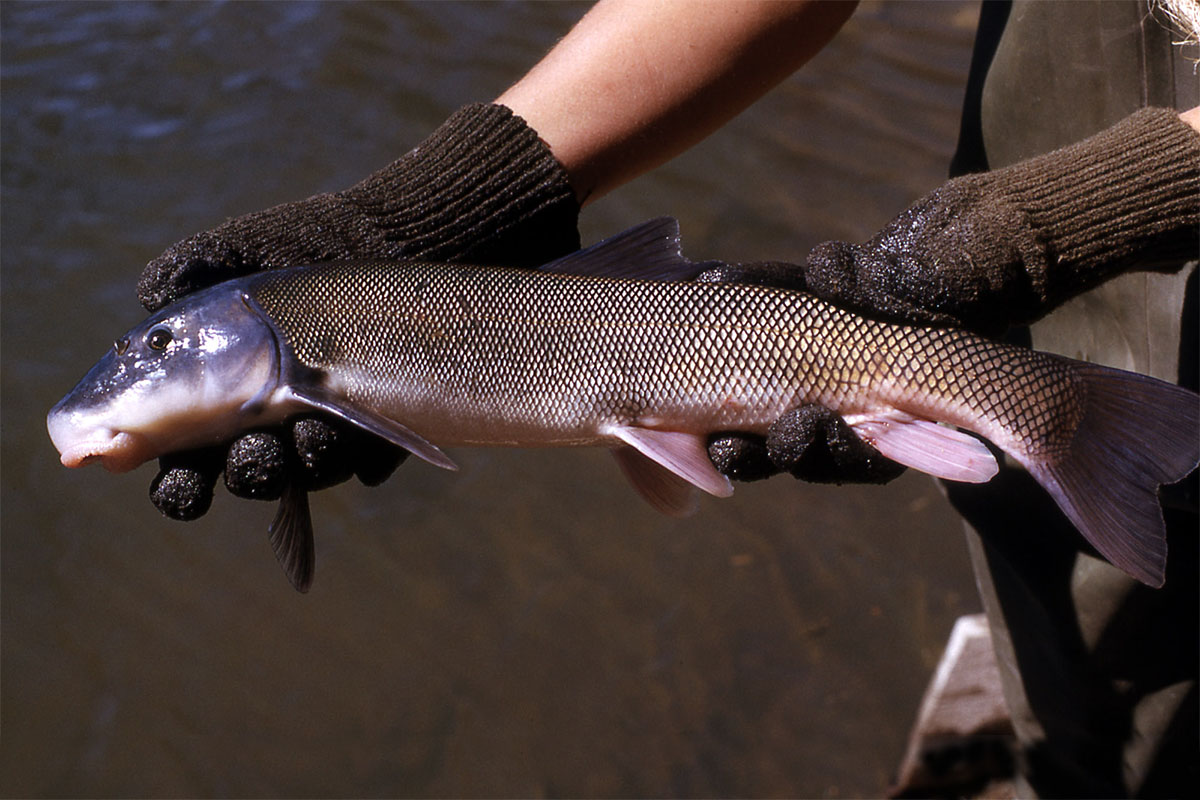 mountain sucker fish in yellowstone park river