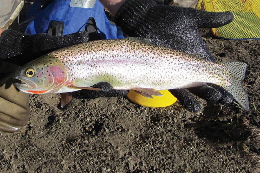 cutbow rainbow-cutthroat trout hybrid