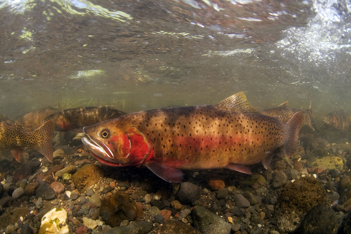 yellowstone cutthroat trout spawning